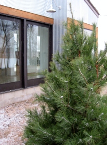 Recycled Christmas Tree Turned Bird Feeder